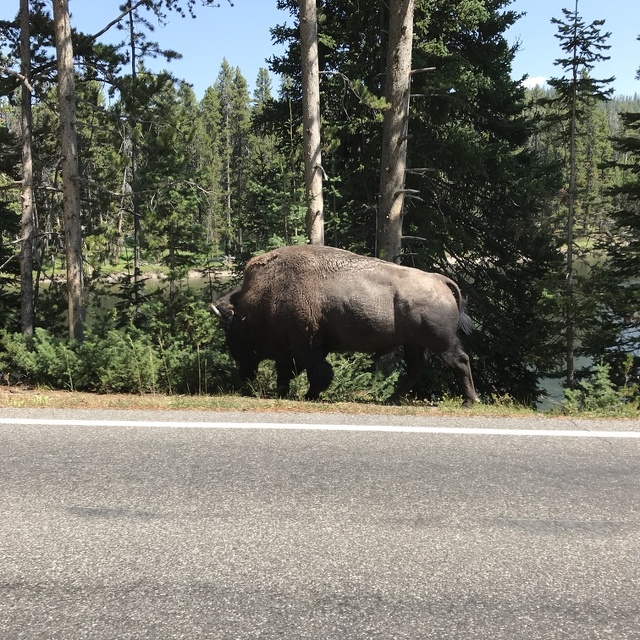Bison crossing in Hayden Valley
