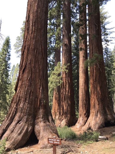 Sequoia at Mariposa Grove, Yosemite