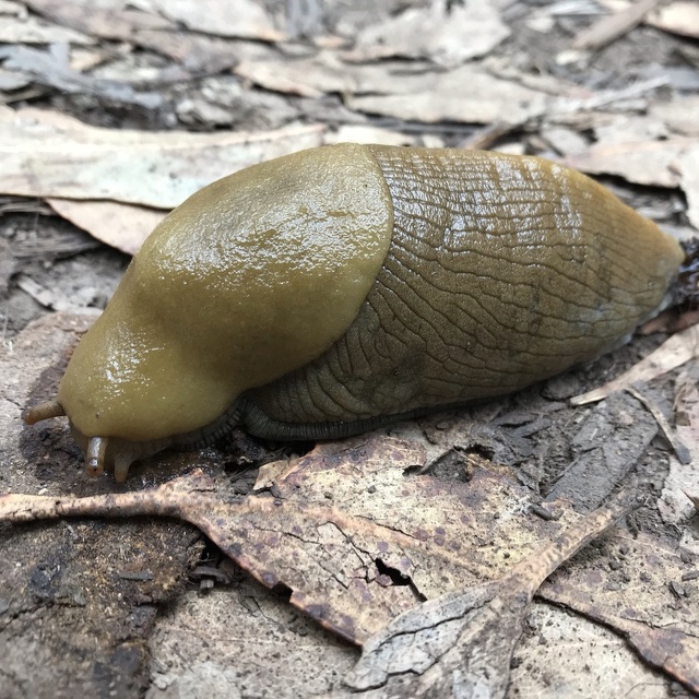 slug at Lover's Lane, Presidio
