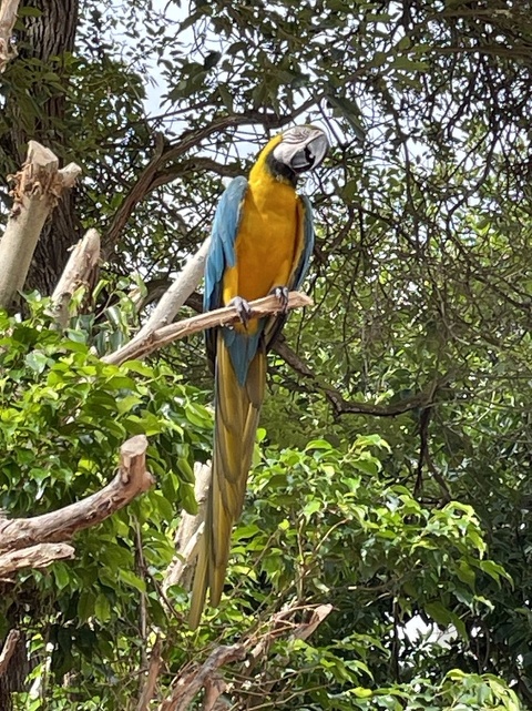 The resident macaw