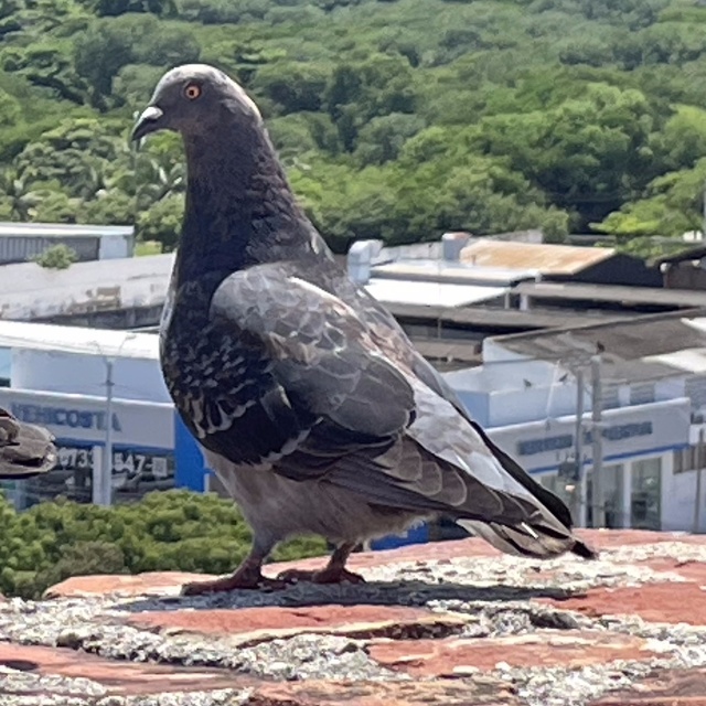 Pigeon at Castillo de San Felipe de Barajas