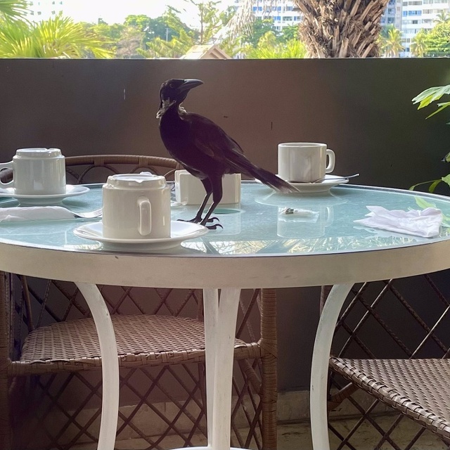 Bird cleaning breakfast tables at Hotel Caribe