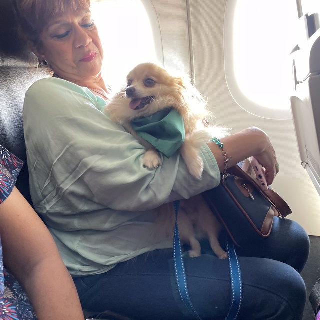 Pets on the plane