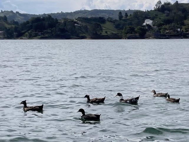 Guatapean ducks
