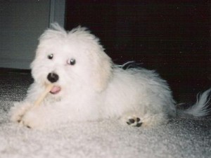 Chewing on a rawhide stick