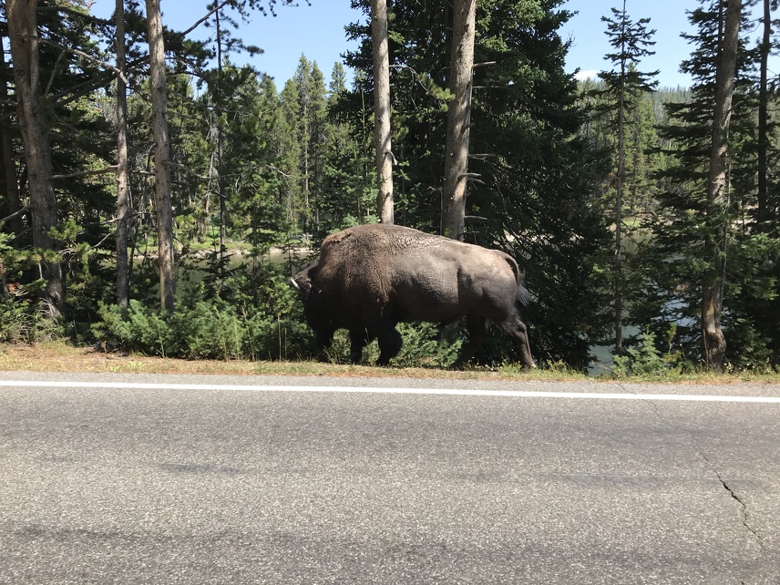 Bison crossing in Hayden Valley