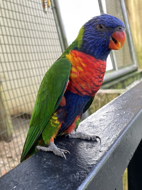 A rainbow lorikeet at the KL Bird Park