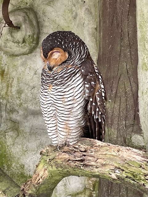 Owl at the KL Bird Park