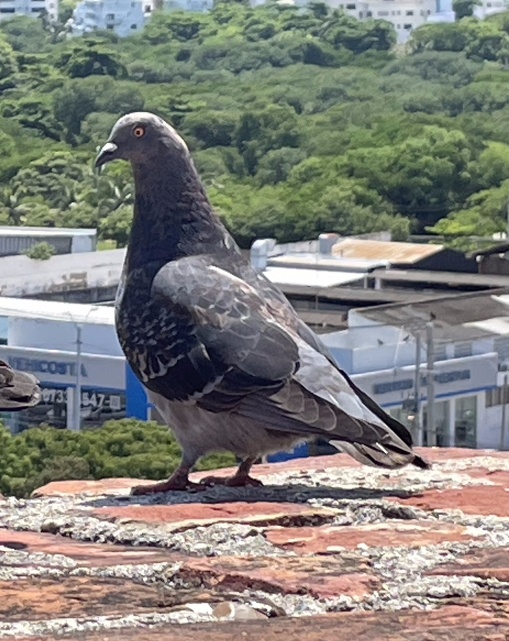 Pigeon at Castillo de San Felipe de Barajas