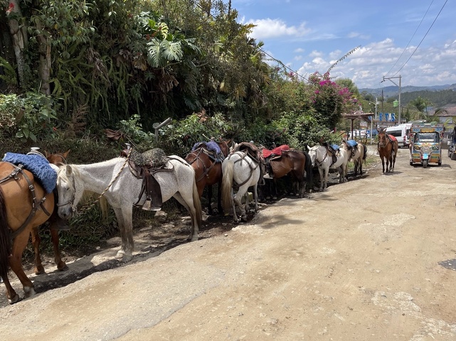 Horses on the road to El Peñón