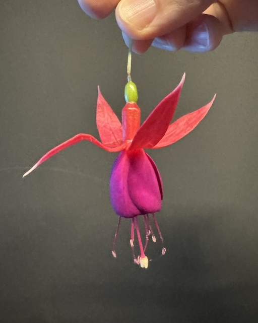 Fuchsia flower