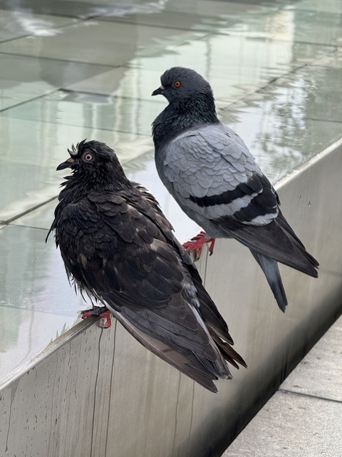 pigeons on Scotts Road in Singapore