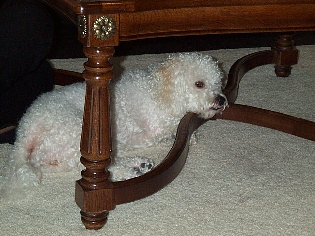 maggie under table 3